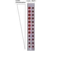 لستین Lectin from Ulex europaeus (gorse, furze) sigma-aldrich l5505
