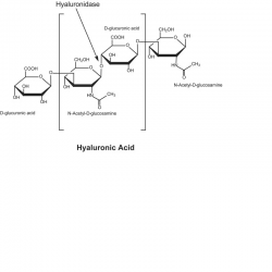 هیالورینیداز فرام بوبین Hyaluronidase from bovine testes SIGMA H4272