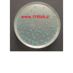 لیستریا سلکتیو اگار Listeria selective agar 100427 MERCK