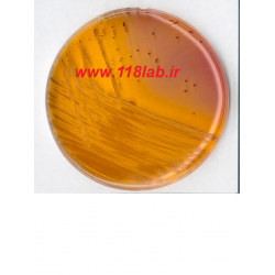 کا اف اگار KF streptococcus agar 110707 Merck
