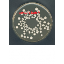 وای جی سی اگار YGC agar Yeast extract glucose chloramphenicol agar 116000 Merck