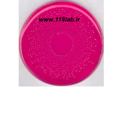 مانیتول سالت اگار Mannitol Salt Agar 105404 MERCK